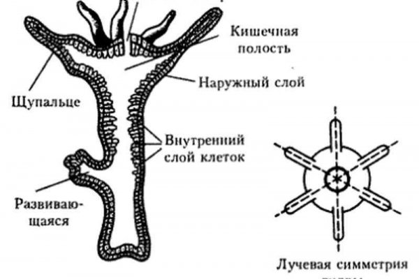 Кракен магазин krakens13 at